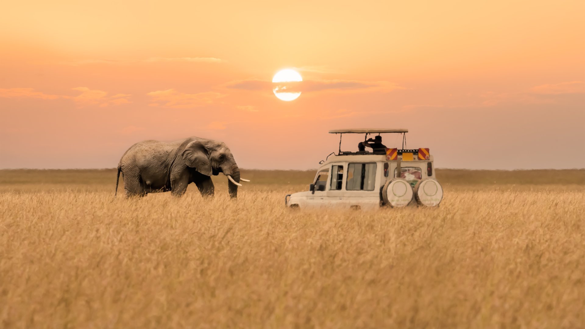 Safari sunset