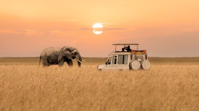 African elephant at sunset Masai Mara