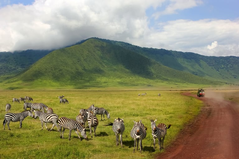 Zebras against mountains
