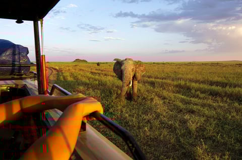 Elephant during safari tour