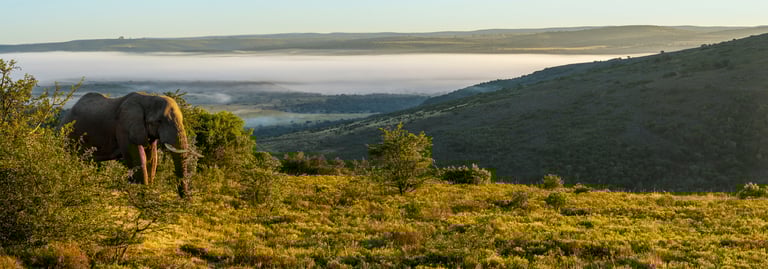 African elephant in wild