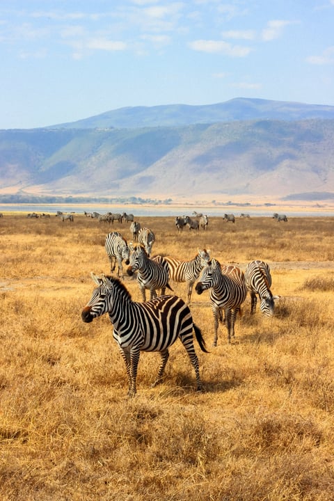 Zebras Ngorongoro