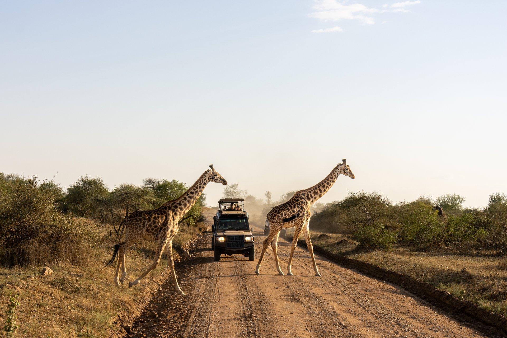 Safari giraffe crossing dirt road in Serengeti