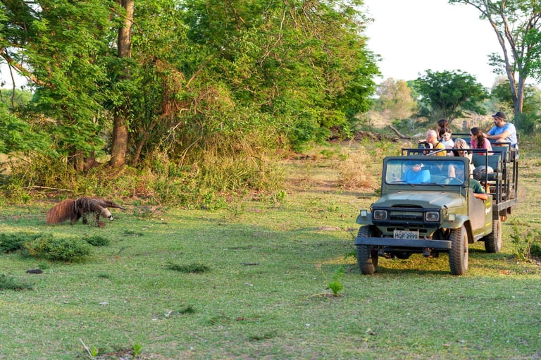Giant anteater sighting